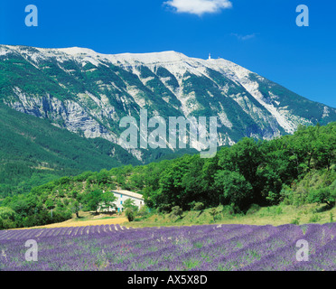 MONT VENTOUX LAVENDEL Stockfoto