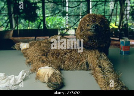 Mähne Faultier (Bradypus Manlius) stark gefährdet, medizinische Versorgung, Ai Projekt Reha-Zentrum, Bundesstaat Bahia, Brasilien Stockfoto