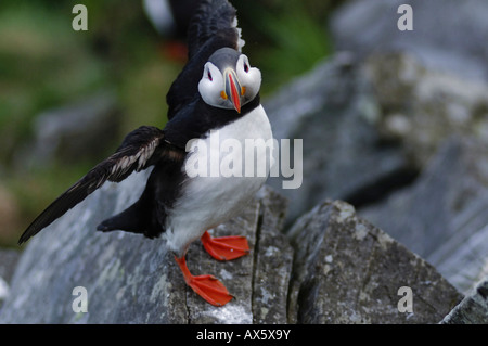 Papageitaucher (Fratercula Arctica), Runde Insel, mehr Og Romsdal, Norwegen, Skandinavien, Europa Stockfoto