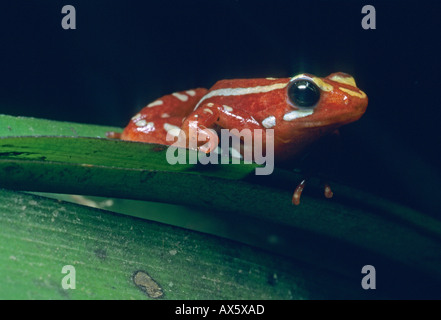 Vergiften Sie Dart Frog (Epipedobates Tricolor) medizinische Verwendung, Azuay Zustand, westlichen Anden, Ecuador. Stockfoto