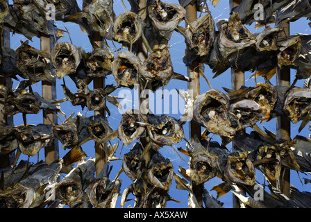 Getrockneter Fisch hängen trocknende Zahnstange, Senja Halbinsel, Norwegen, Europa Stockfoto