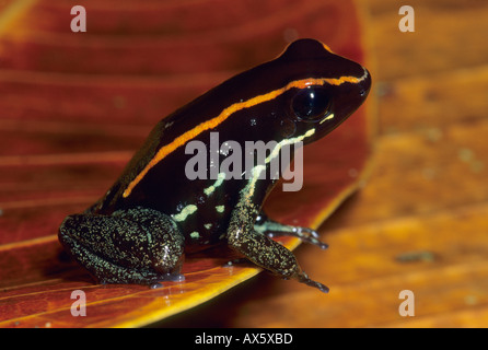 Vergiften Sie Dart Frog (Phyllobates Vittatus) endemisch, Corcovado Nationalpark, Costa Rica. WILD Stockfoto