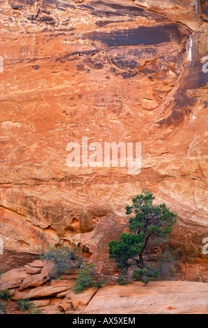 Knorrigen alten Utah-Wacholder (Juniperus Osteosperma) vor einer roten Felswand, Canyonlands National Park, Utah, USA Stockfoto