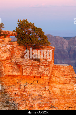 Kiefer (Pinus) wächst am Rande des Grand Canyon, Glühen in den Sonnenuntergang, North Rim, Grand Canyon National Park, Arizona, USA Stockfoto