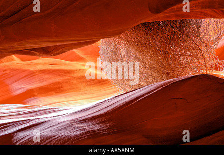 Tumbleweed (Salsola) stecken in einer Sandstein-Felsformation zu Upper Antelope Canyon, Slot Canyon Arizona, USA, Nordamerika Stockfoto