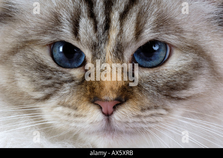 Heilige Katze von Burma / Birma Stockfoto