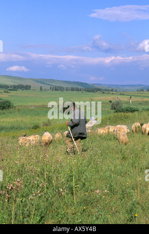 Kroatien Küste ältere Schafe Herder in der Nähe von Dubrovnik Kroatien Stockfoto