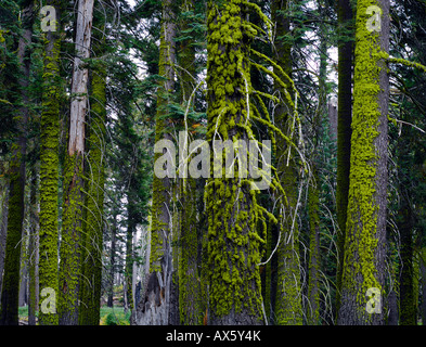 Moosbedeckten Fichte Baumstämme, Sequoia Nationalpark, Kalifornien, USA Stockfoto