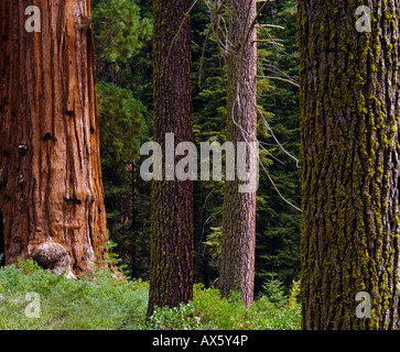 Riesenmammutbaum (Sequoiadendron Giganteum) und Fichte Baumstämme, Sequoia Nationalpark, Kalifornien, USA Stockfoto