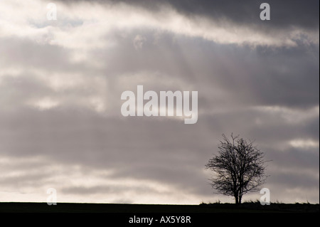 Einsamer Baum auf einem Feld bei Gegenlicht, St. Veit, Niederösterreich, Österreich Stockfoto