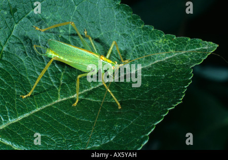 Eiche Bush Cricket oder Trommeln Grashuepfer (Meconema Thalassinum), Männlich Stockfoto