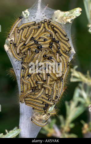 Lakai Moth (Malacosoma Neustrien) Stockfoto