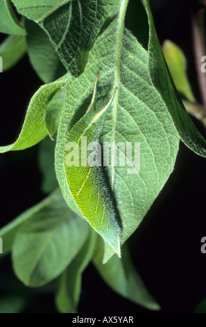 Lila Schmetterling Kaiser (Apatura Iris) Stockfoto