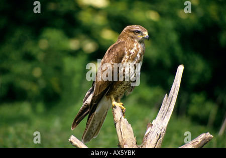 Mäusebussard (Buteo buteo) Stockfoto