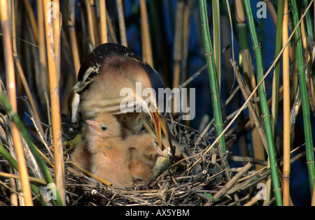 Zwergdommel (Ixobrychus Minutus), weibliche Fische, Küken füttern Stockfoto