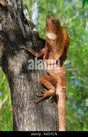 Rüschen - oder Frillneck Eidechse (Clamydosaurus Kingii), Darwin, Northern Territory, Australien Stockfoto