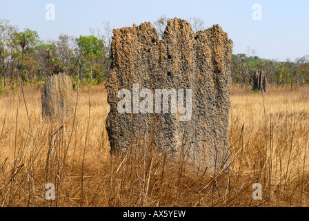 Magnetischen Termitenhügel, gebaut von Kompass Termiten (Amitermes Meridionalis), Litchfield Nationalpark, Northern Territory, Austr Stockfoto