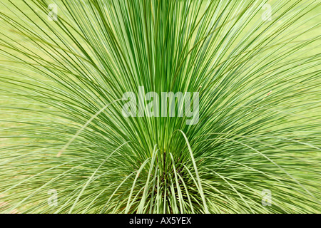 Austral Grasbaum, Blackboy (Xanthorrhoea Australis), Western Australia, Australien Stockfoto