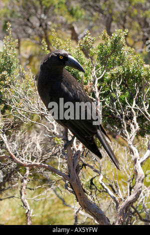 Schwarzes Currawong (Strepera Fuliginosa), Tasmanien, Australien Stockfoto