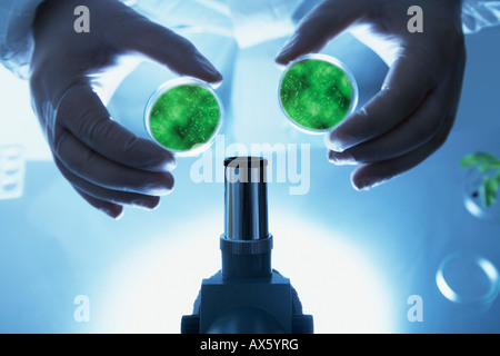 Eine Probe der Bakterienkultur untersuchen Chemiker Stockfoto