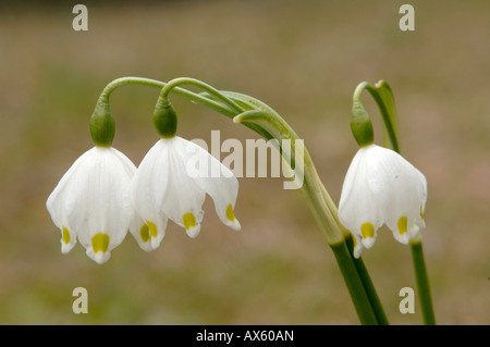 Frühling Schneeflocken (Leucojum Vernum), Tirol, Österreich, Europa Nord Stockfoto