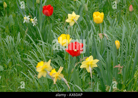 Tulpen (Tulipa SP.) und Narzissen (Narcissus SP.) wächst in einer Wiese, Nord-Tirol, Österreich, Europa Stockfoto