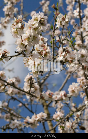 Blühenden Mandelbäume Baum (Prunus Dulcis, Prunus Amygdalus) in der Nähe von Binissalem, Mallorca, Balearen, Spanien, Europa Stockfoto