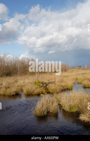 Weiche Binsen (Juncus Effusus) wachsen neben einem Moor See, Nicklheim, Bayern, Deutschland, Europa Stockfoto