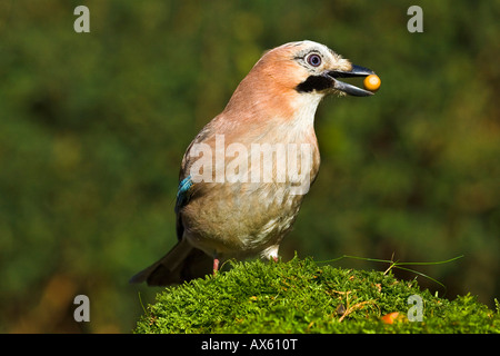 Eichelhäher (Garrulus Glandarius) mit einer Eichel im Schnabel Stockfoto