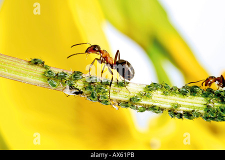 Rote Ameisen am Stamm mit Blattläusen Stockfoto