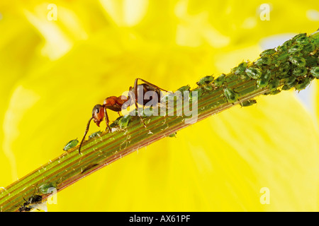 Ameise auf Stamm mit Blattläusen, Nahaufnahme Stockfoto