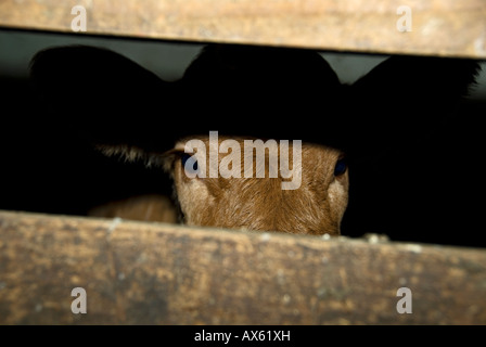 Stock Foto von eine Woche alt Limousin Kalb Blick durch einen hölzernen Zaun Stockfoto