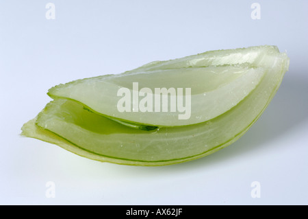 False-Meer-Zwiebel Stockfoto