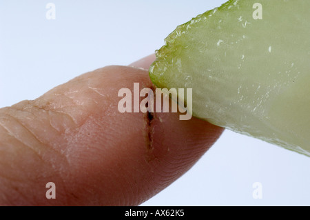 False-Meer-Zwiebel Stockfoto