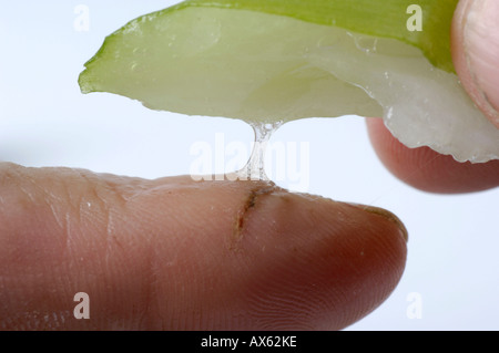 False-Meer-Zwiebel Stockfoto