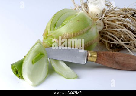 False-Meer-Zwiebel Stockfoto