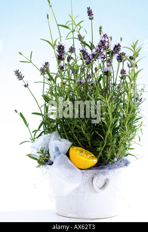 Lavendel Lavandula angustifolia Stockfoto