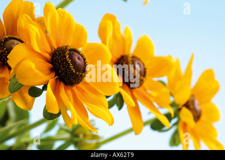 Sonnenhut, Rudbeckia, Nahaufnahme Stockfoto