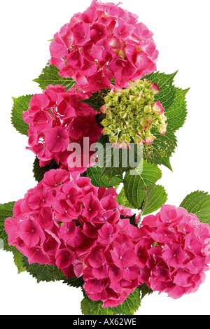 Hortensie, close-up Stockfoto