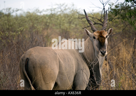 Gemeinsame Eland Tauro Oryx Erwachsener, Waterberg Plateau Park, Namibia Stockfoto