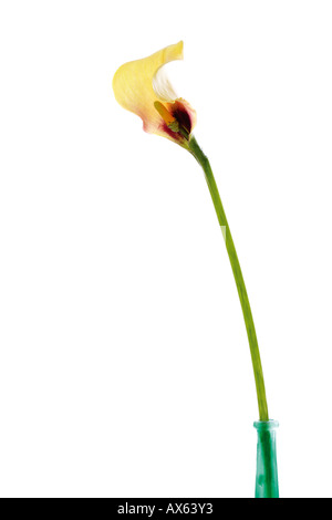 Gelbe Calla Zantedeschia aethiopica Stockfoto