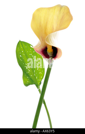 Gelbe Calla Lilie (Zantedeschia Aethiopica), Nahaufnahme Stockfoto