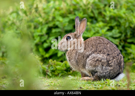 Ein Kaninchen auf Skokholm Insel Stockfoto