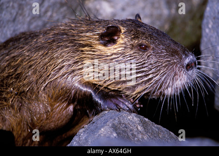 Nutria Biber brummeln Stockfoto