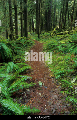 Lewis River Trail in den Gifford Pinchot National Forest Cascade Mountain Range Washington USA Stockfoto