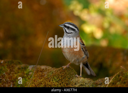 Rock Bunting (Emberiza cia) männlich, im Naturschutzgebiet "Els Ports" Stockfoto