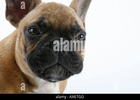 Französische Bulldogge Stockfoto