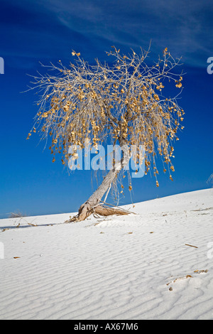 Pappel Baum Stockfoto