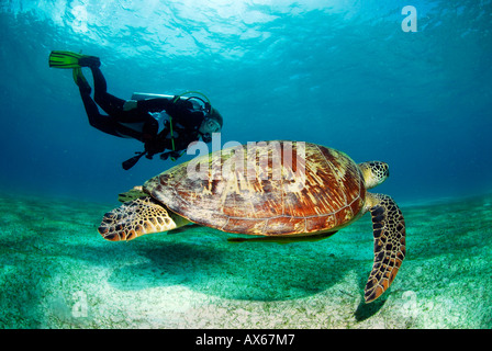 Philippinen, Scuba Diver mit grünen Turle, Unterwasser-Blick Stockfoto