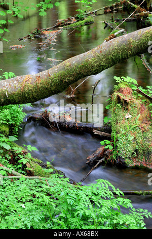 Bemoosten Bäumen in der Halle der Moose, Hoh Rainforest, Olympic Nationalpark, Washington State Stockfoto